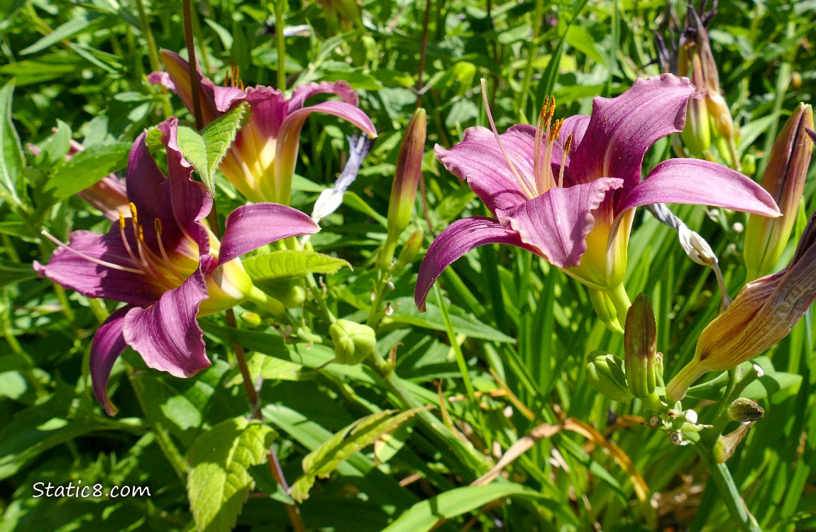 Pink Day Lily blooms surrounded by green leaves