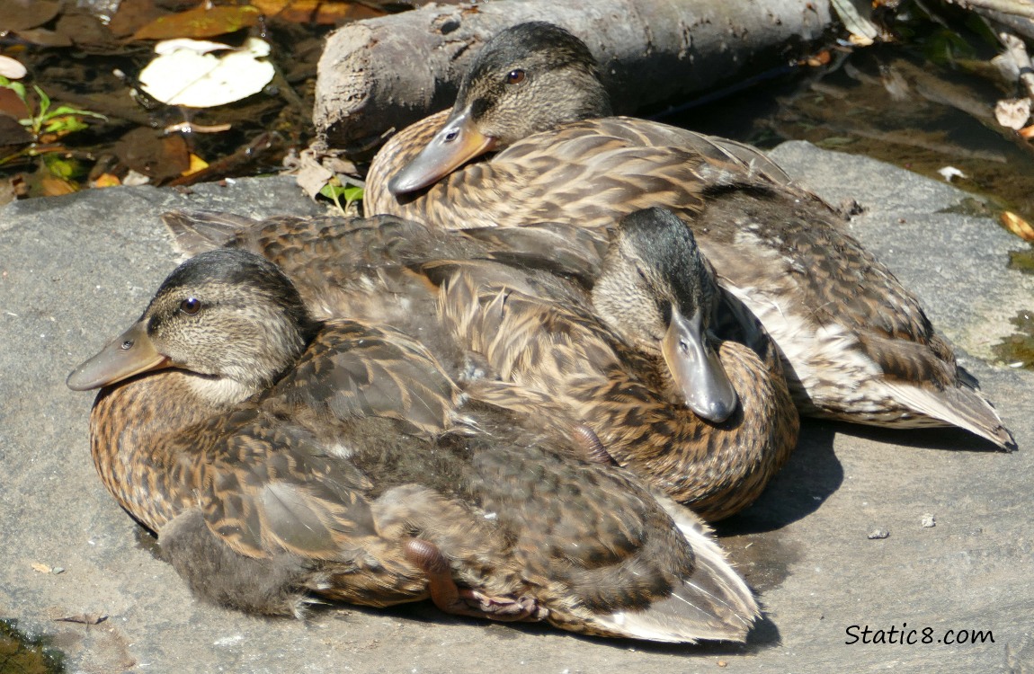 Three ducklings napping together on a rock