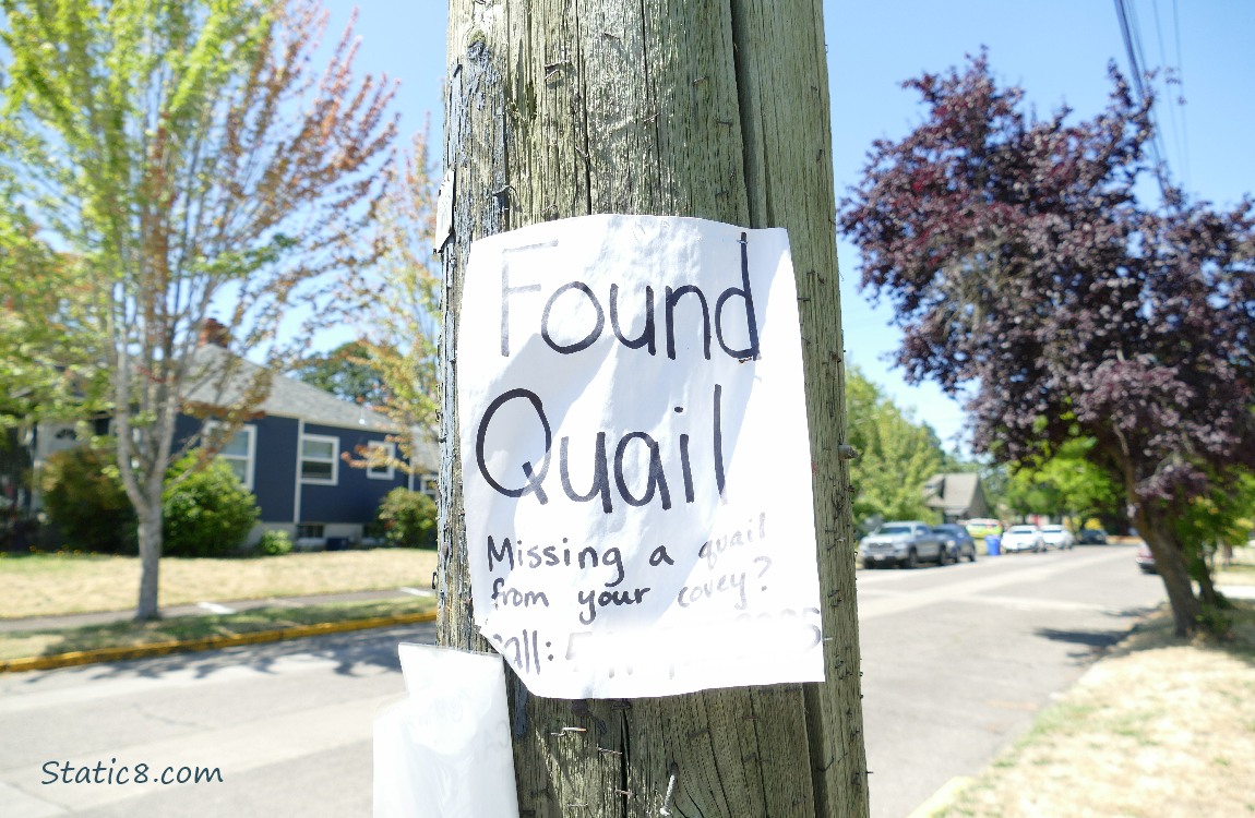 Handwritten sign on a utility pole that says Found Quail