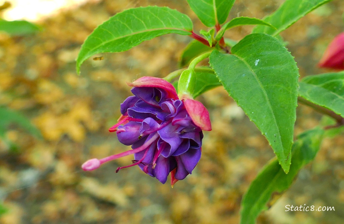 close up of a Fuchsia bloom