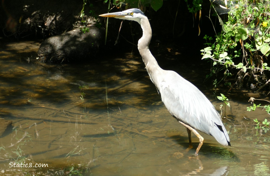 Great Blue Heron walking in shallow water