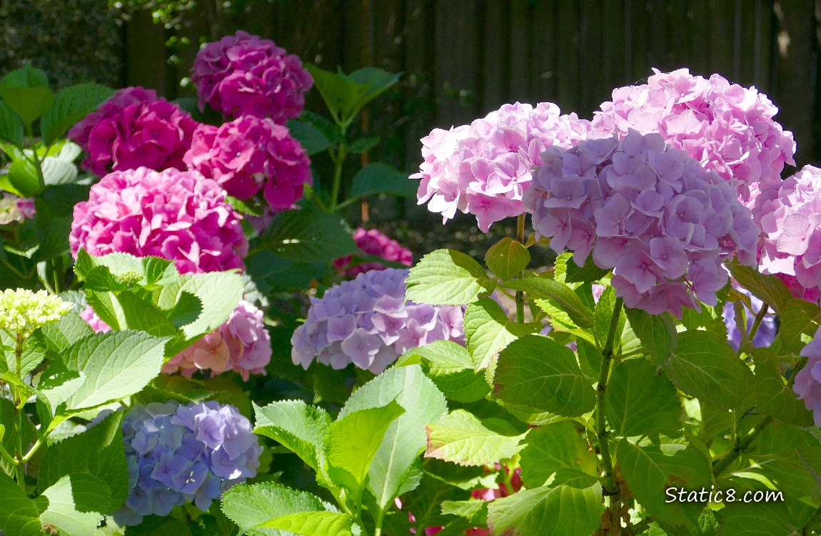 Pink Hydrangea blooms with green leaves