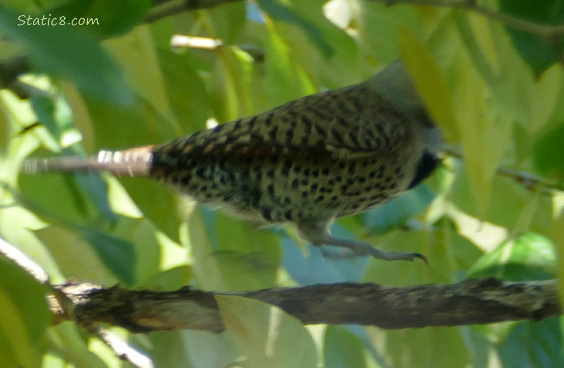 Flicker bouncing on a branch, head behind a leaf