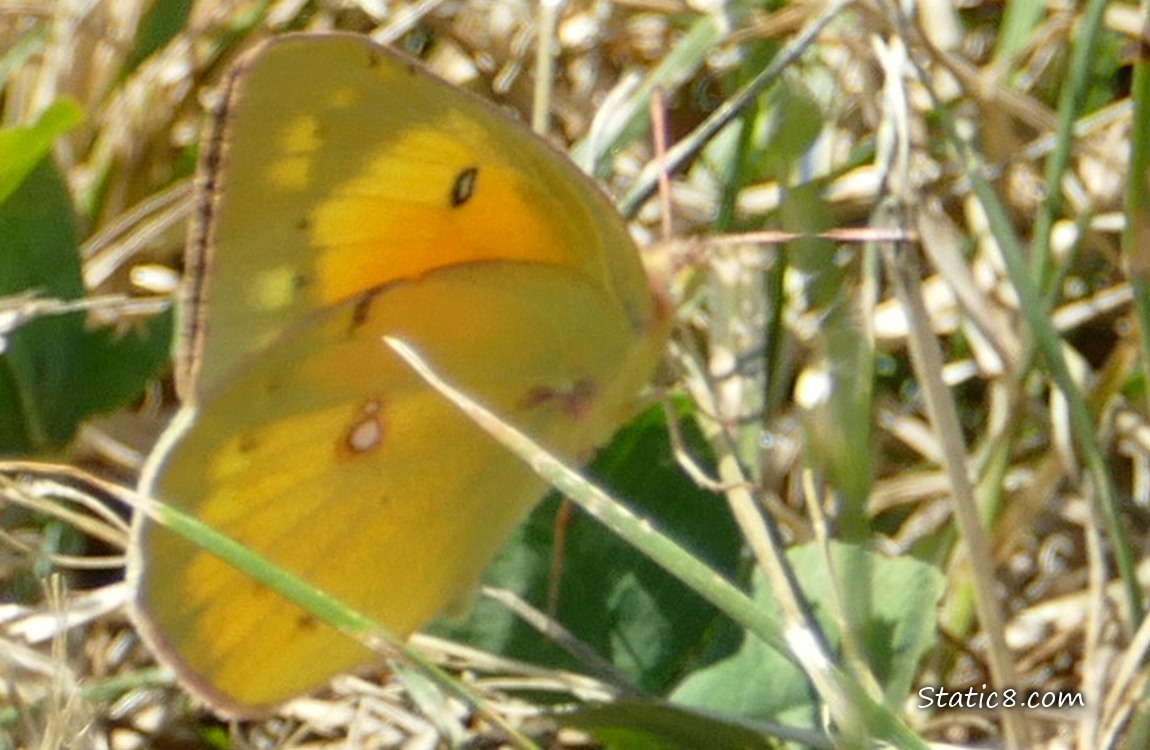 Yellow butterfly standing on dry grass