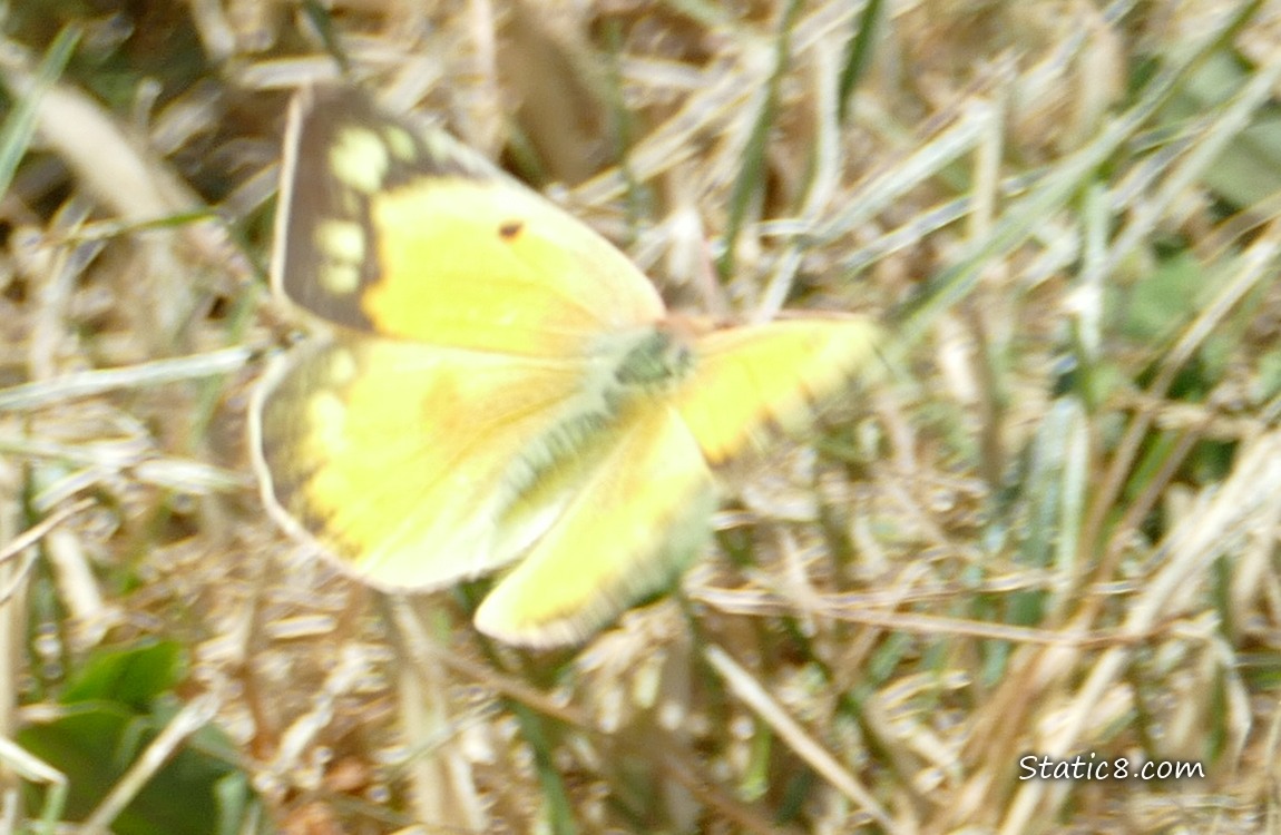Blurry yellow butterfly on dry grass