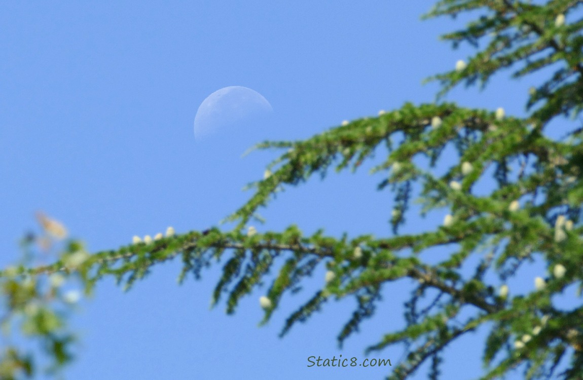 The Moon, third quarter phase, in a blue sky, past blurry branches of a fir tree