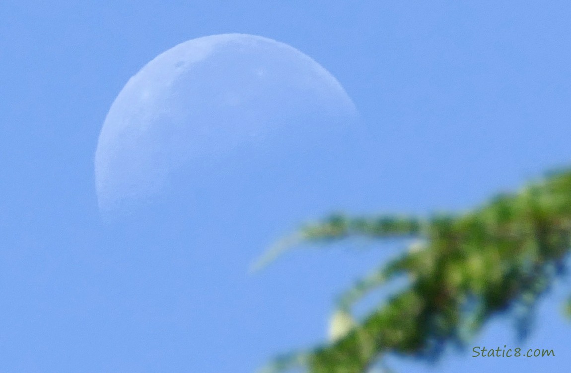 Close up of a third quarter moon