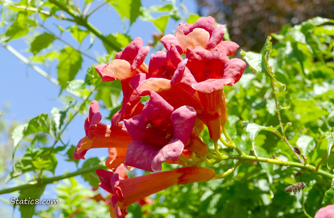 Looking up at red Trumpet Vine blooms with green leaves and blue sky