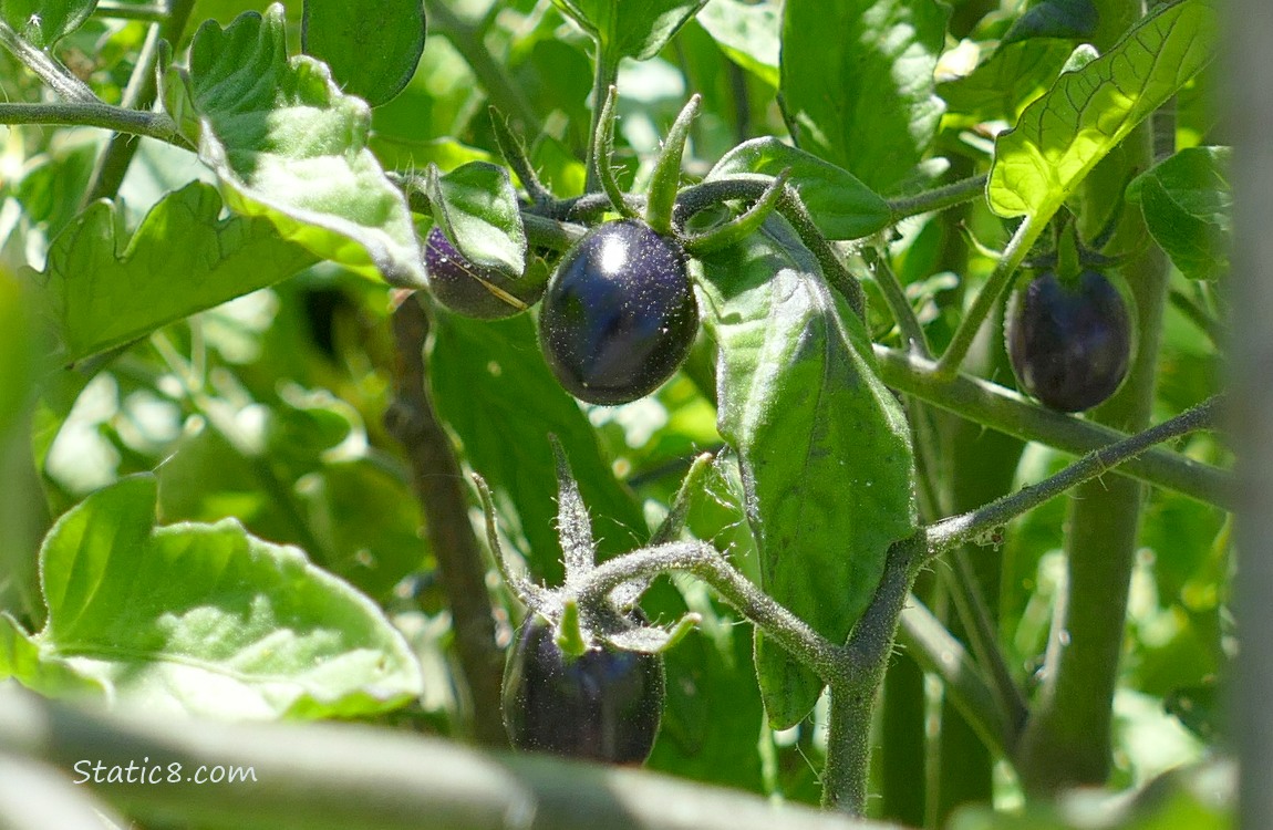 Black cherry tomatoes growing on the vine