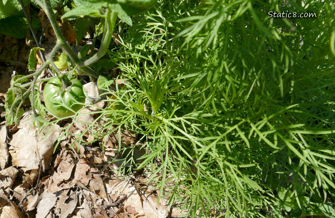 Cosmos plant growing next to a tomato plant