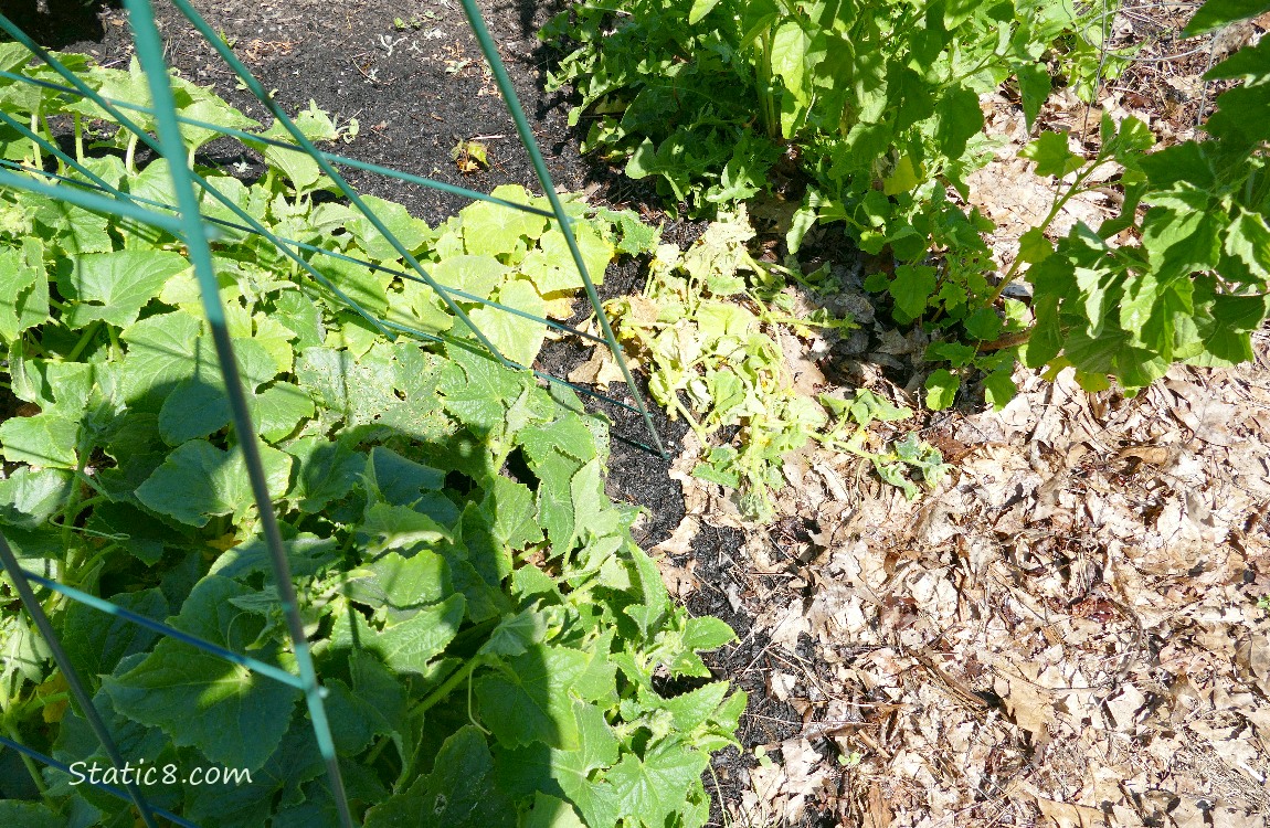 Dead cucumber plant next to living cucumber plants under a wire trellis