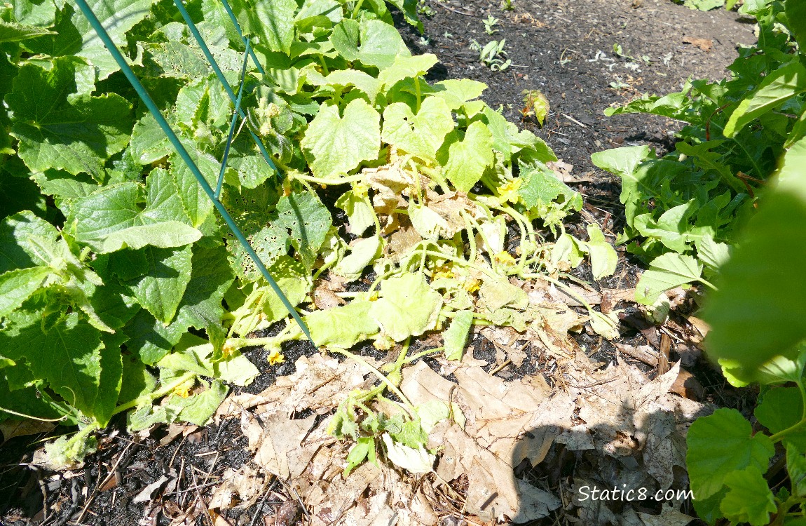 Dead cucumber plant next to living cucumber plants under a wire trellis
