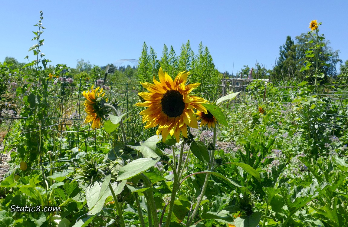 Sunflower blooms in a garden plot