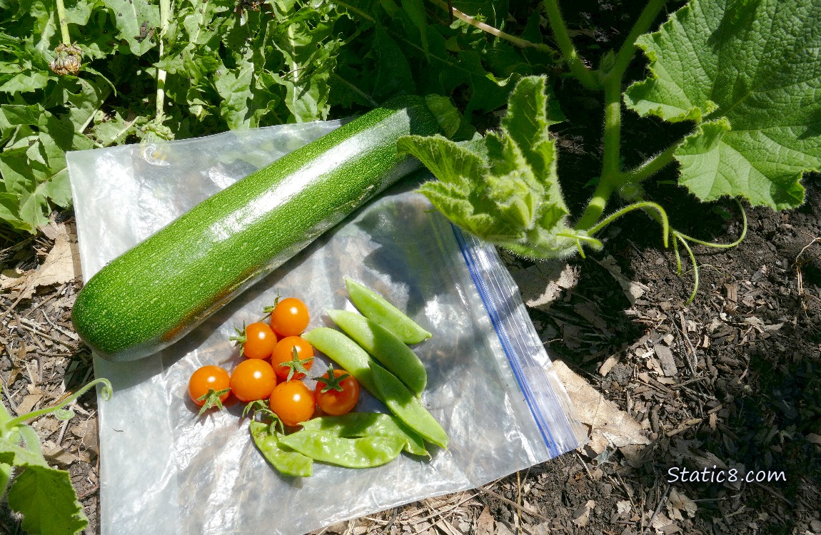 Harvested veggies laying on a ziplock on the ground