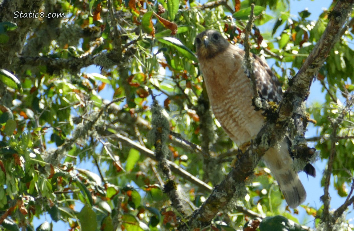 Red Shoulder Hawk standing in a tree