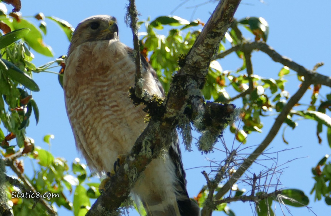 Red Shoulder Hawk standing in a tree, blue sky behind