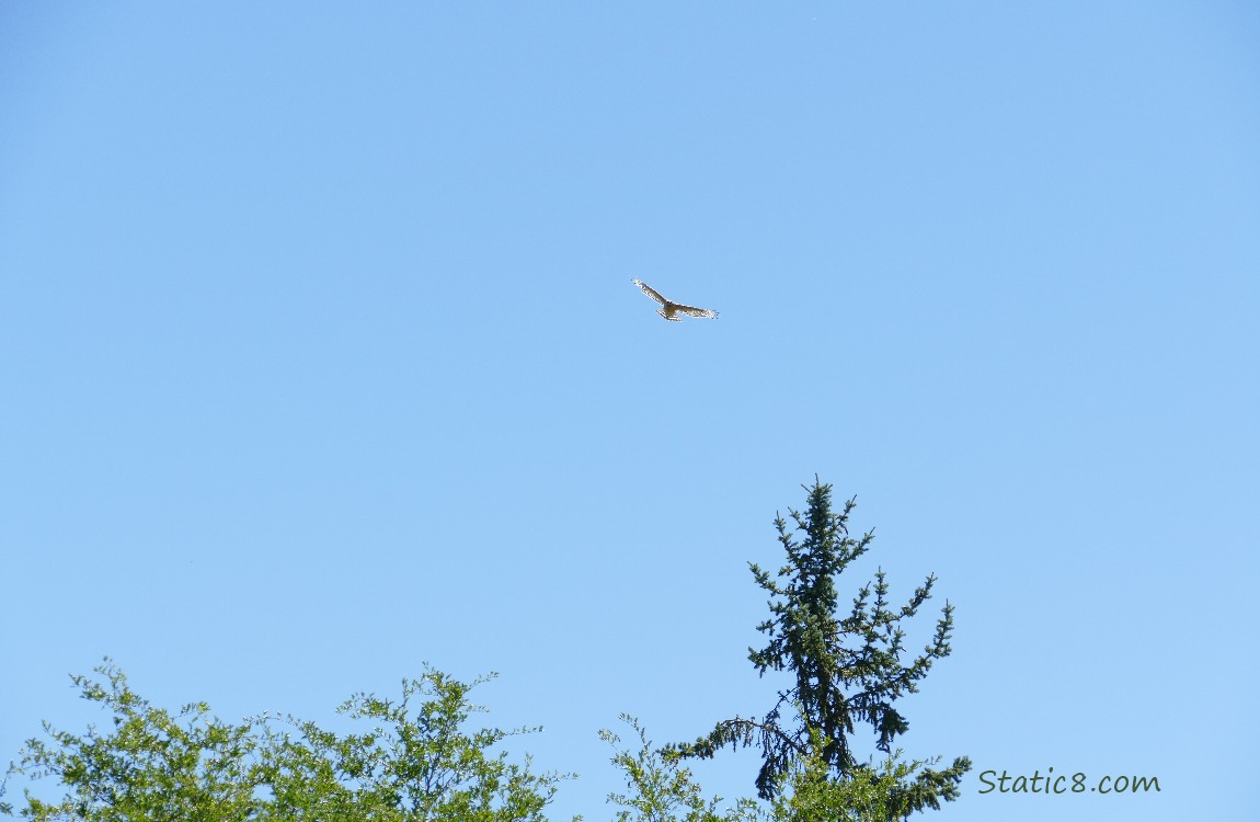Hawk flying in a blue sky