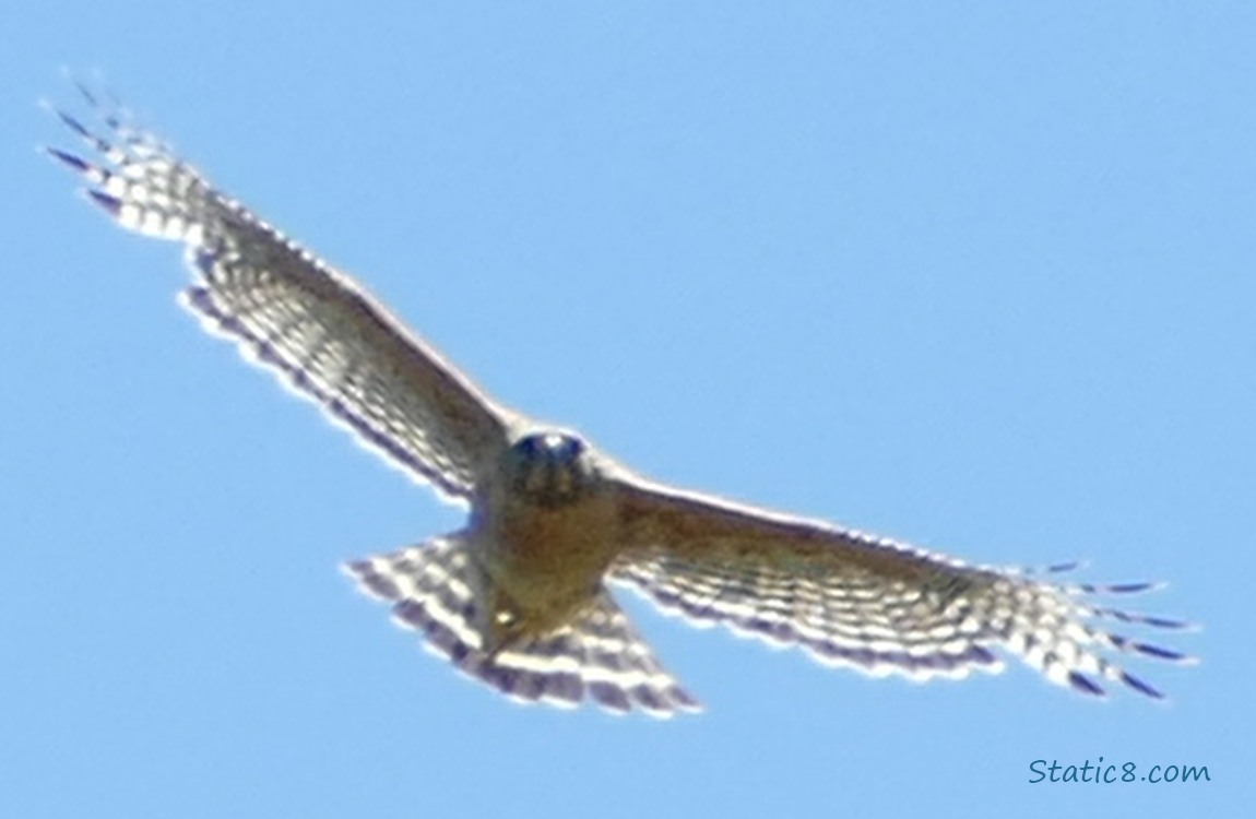 blurry close up of Hawk flying in a blue sky