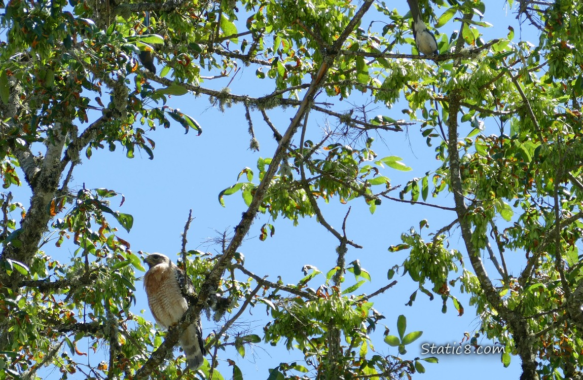 Hawk and Scrub Jay standing in a tree
