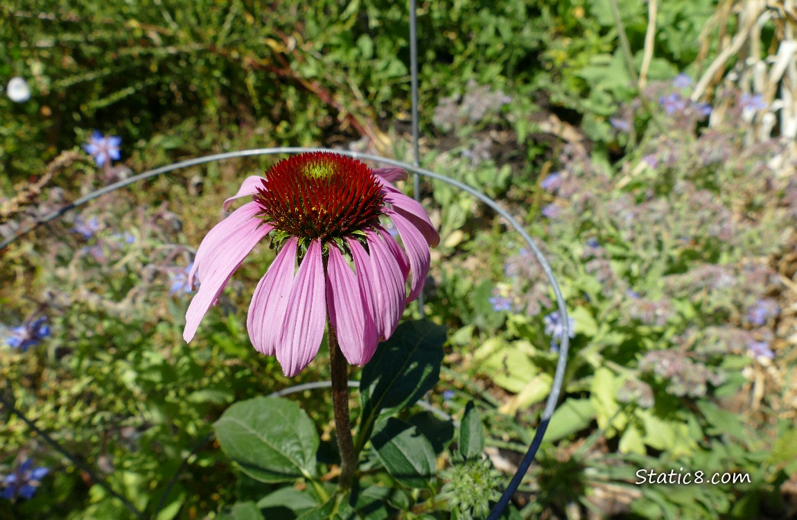 Pink Echinacea bloom in a garden plot