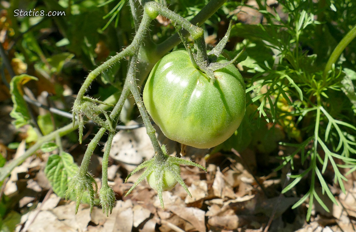 Green tomatoes growing on the vine