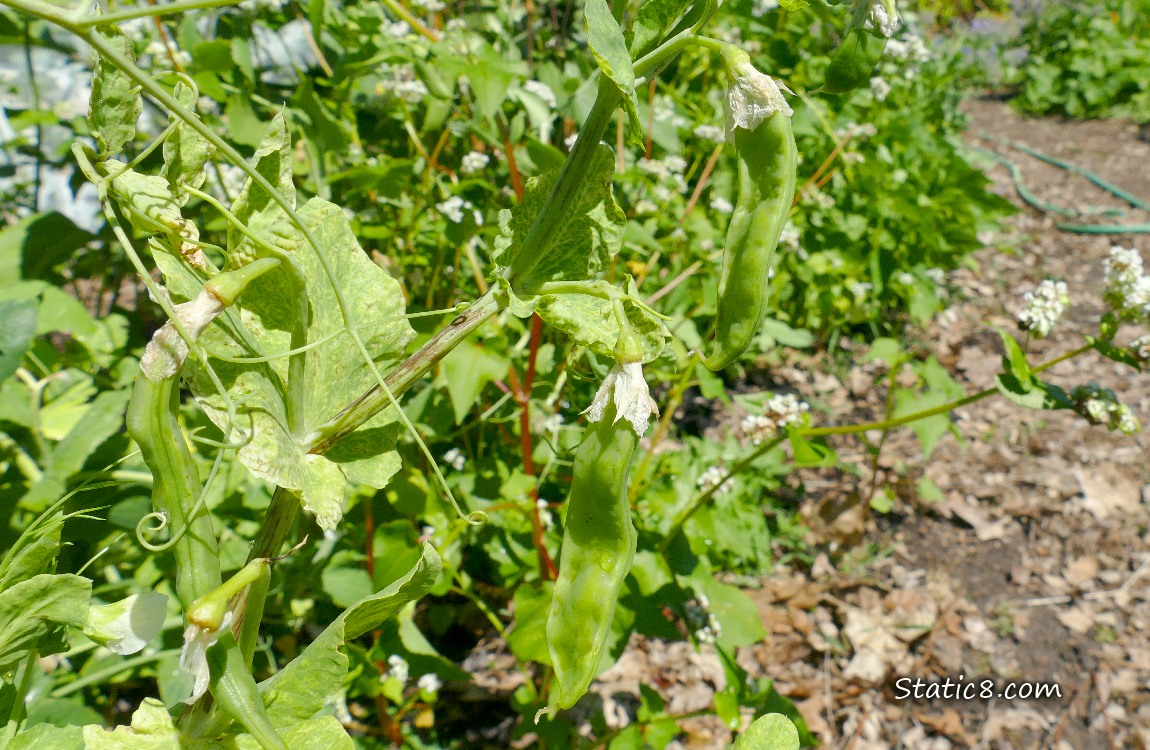 Misshapen pea pods hanging from the vine