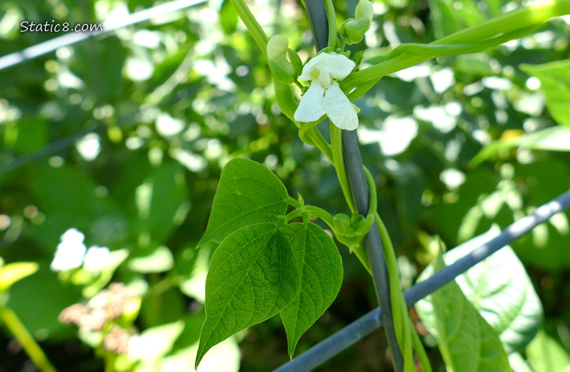 Bean flower and leaves growing on a wire trellis