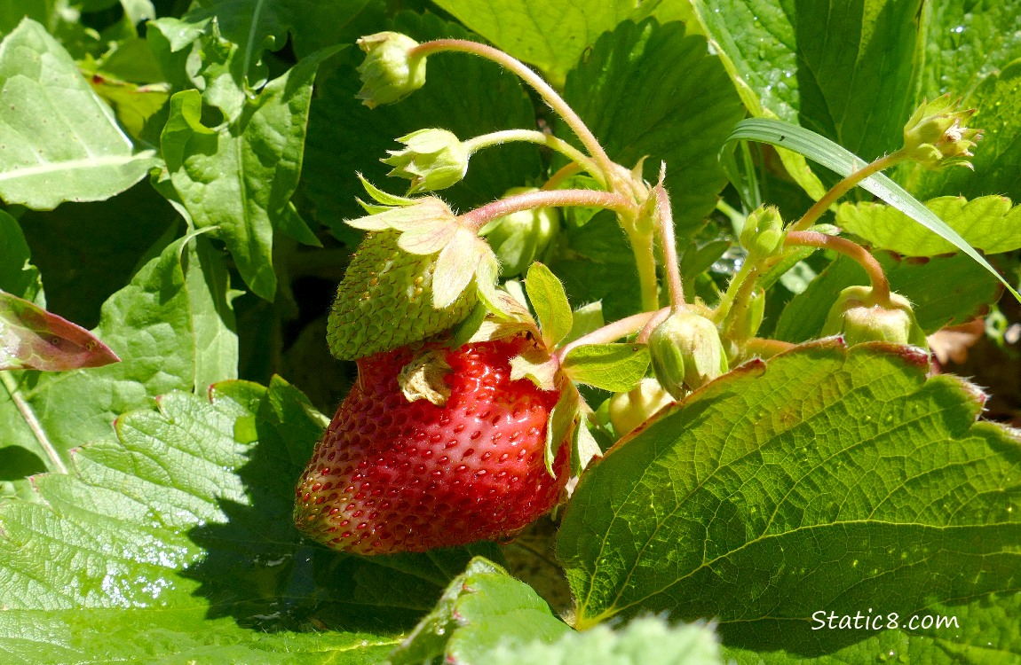 Strawberry fruits ripening on the vine