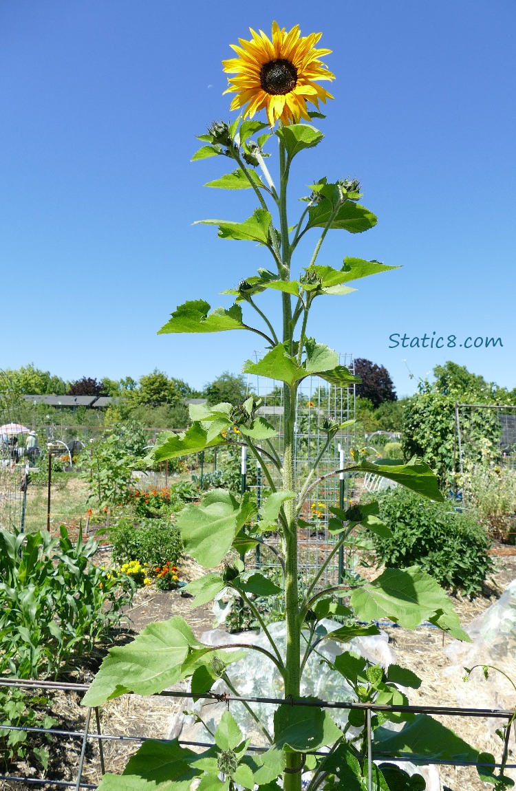 Sunflower bloom and the blue sky