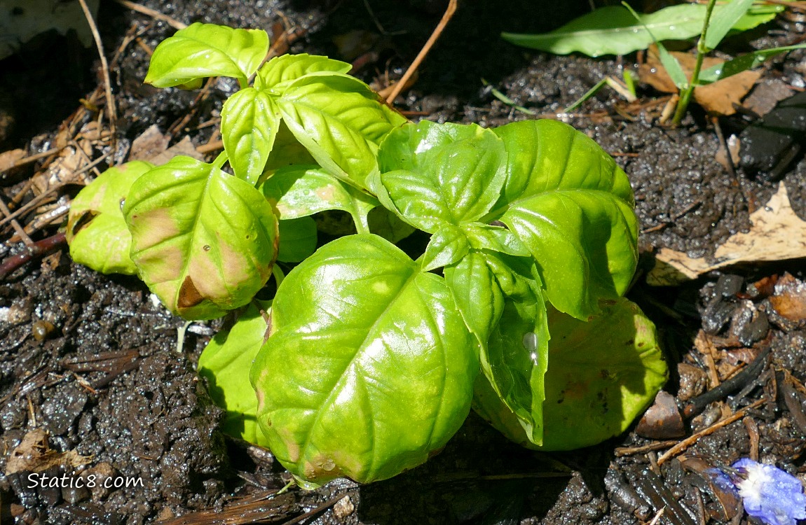 small Basil plants growing in the dirt