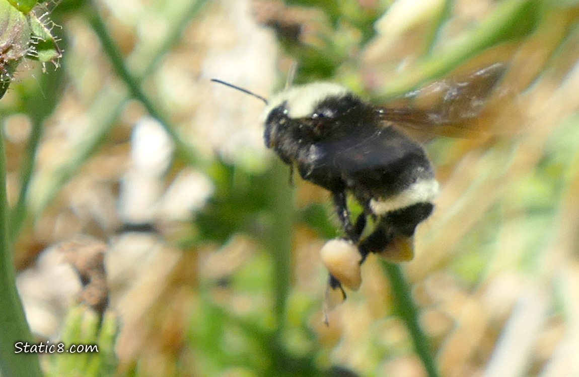 Bumblebee flying away with big loads of pollen on her legs