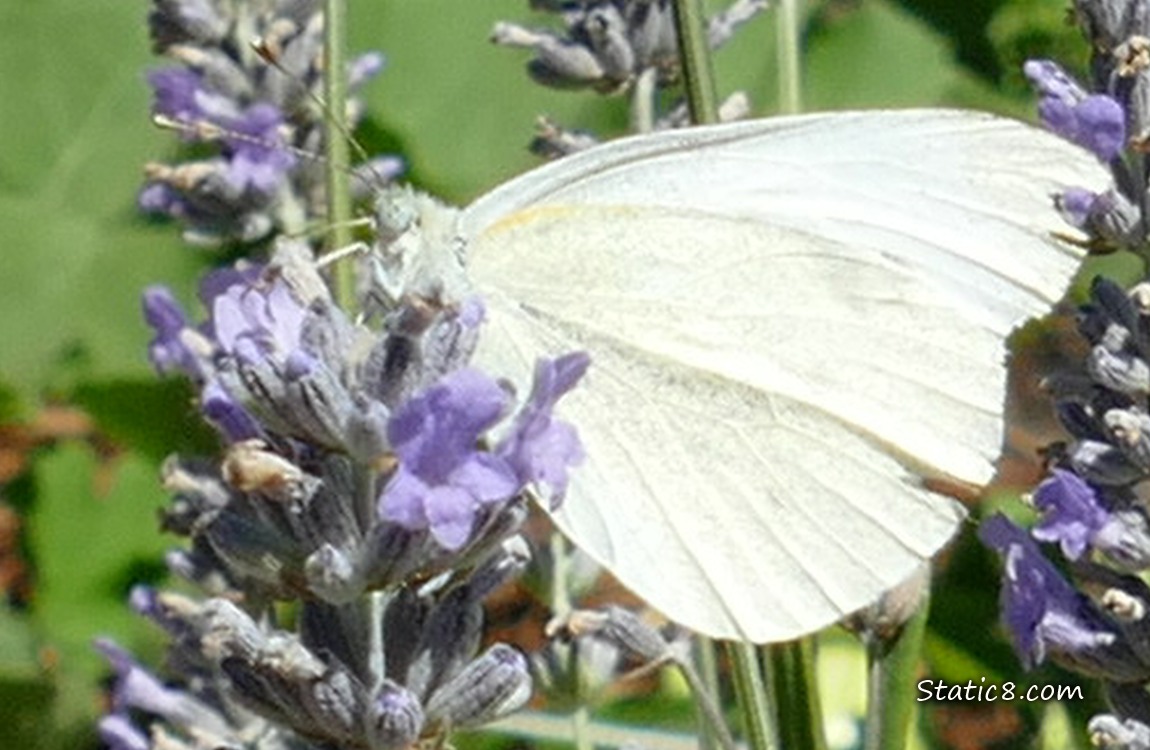 White butterfly standing on a sprig of lavender