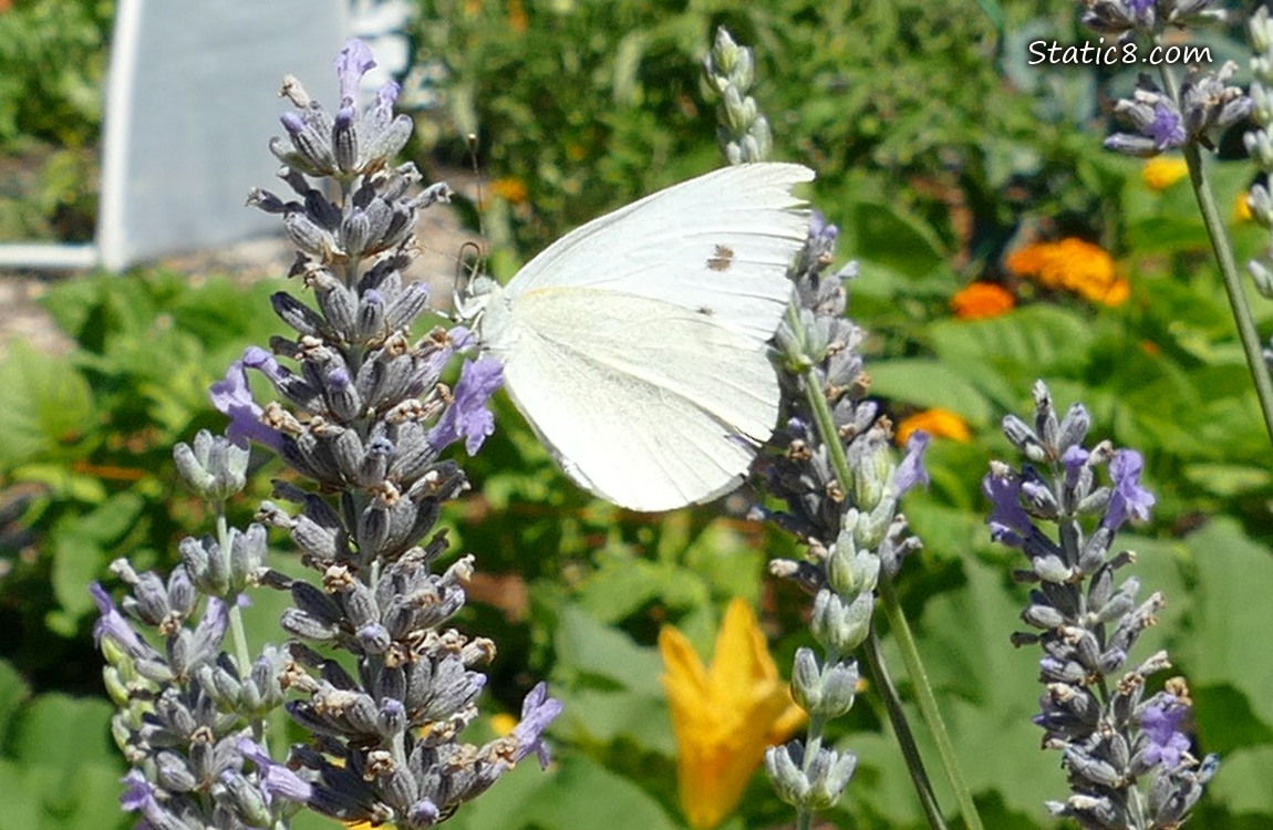 White butterfly standing on a sprig of lavender