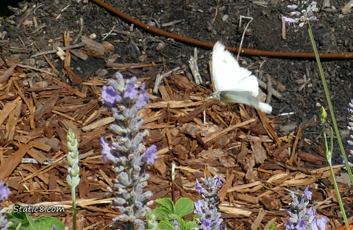 White butterfly flying with wood chips in the background