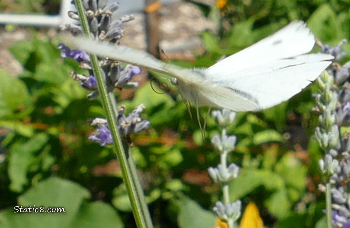 White butterfly flying past lavender