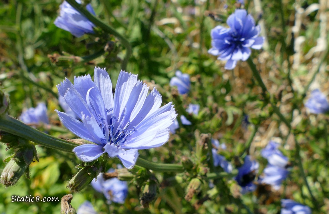 Chicory blooms