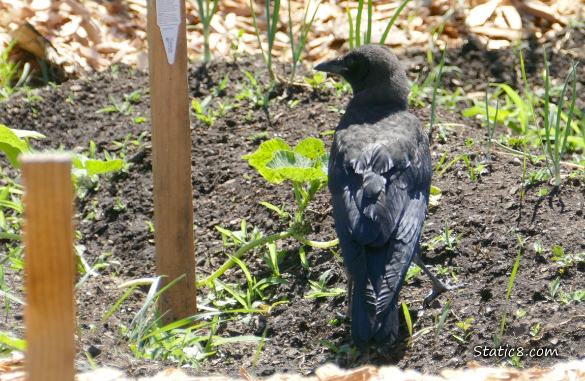 Crow standing in a garden plot