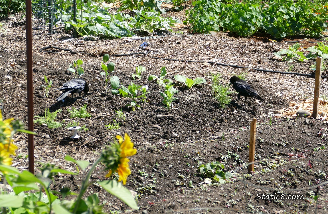 Two Crows walking in a garden plot