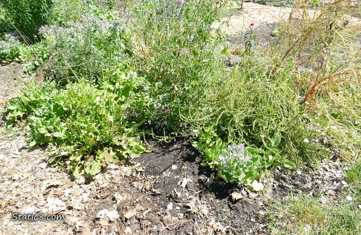 garden plot