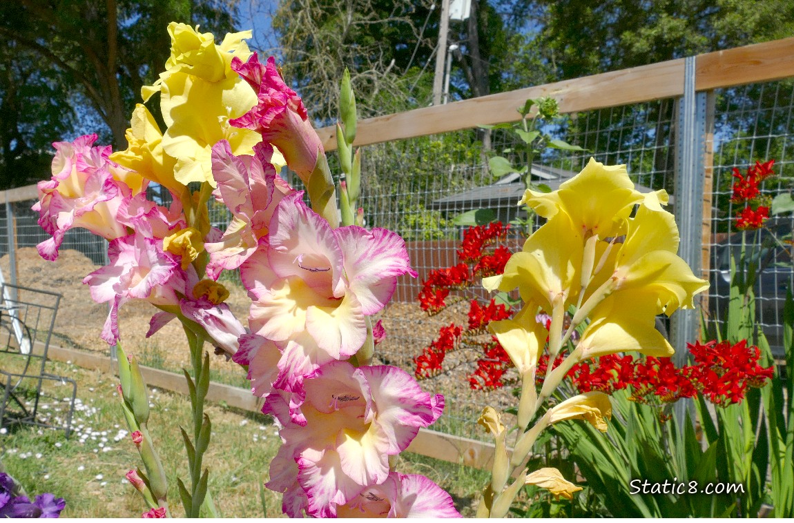 Pink, yellow and purple Gladiolus blooms under a blue sky