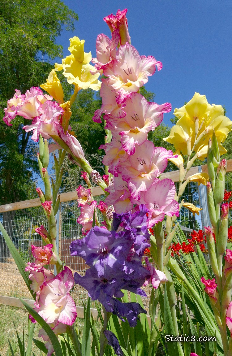 Pink, yellow and purple Gladiolus blooms under a blue sky