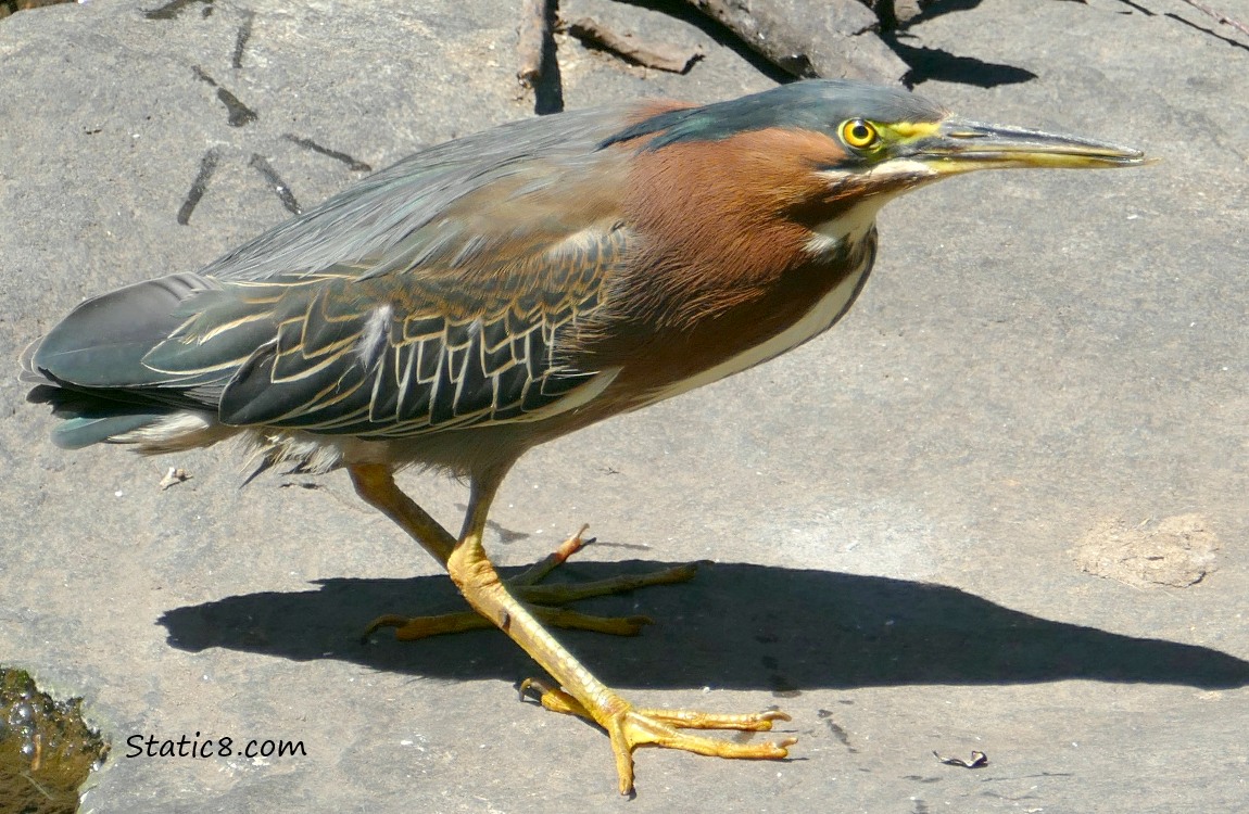 Green Heron standing on a rock