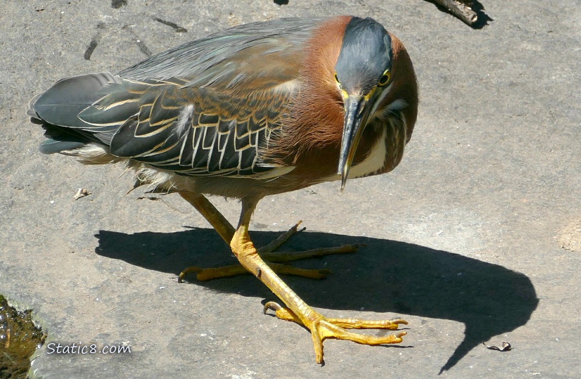 Green Heron standing on a rock