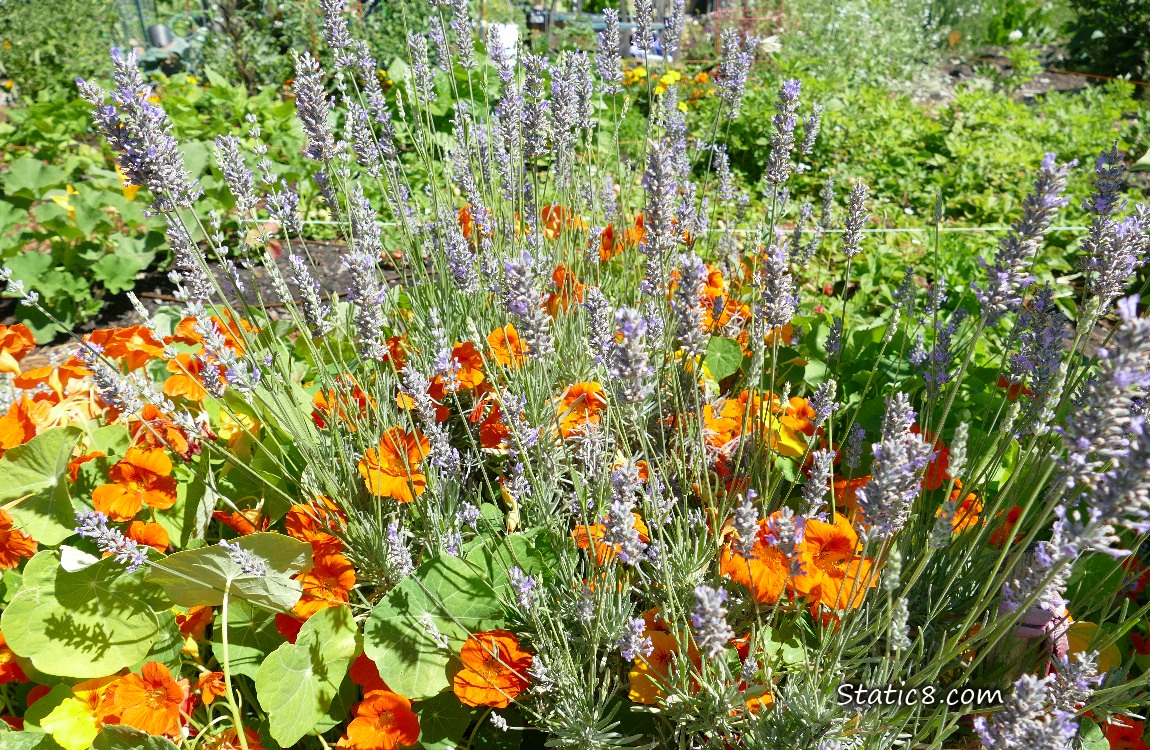 Lavender blooms with orange Nasturtium blooms