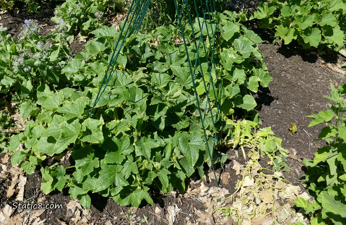 Cucumber plants growing under a wire trellis, a couple dead