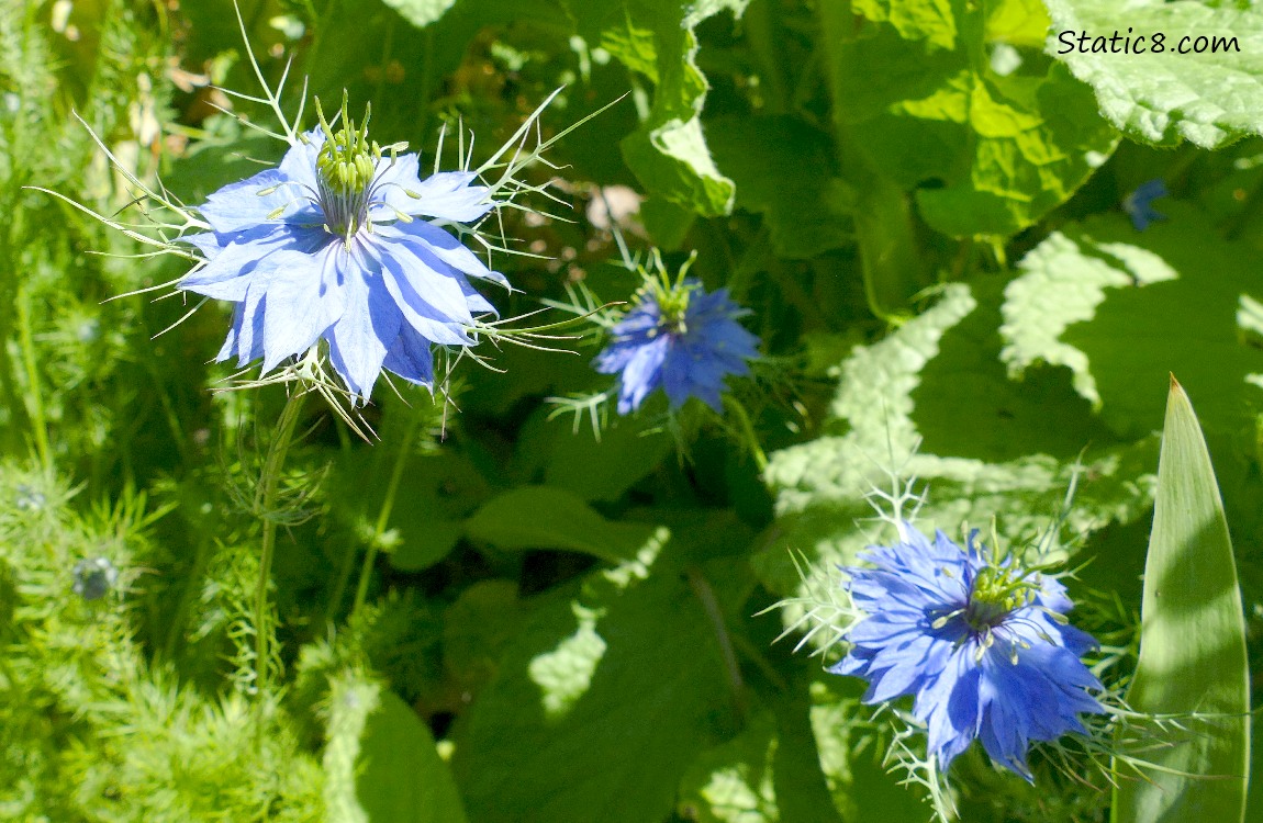 close up of Love Mist blooms