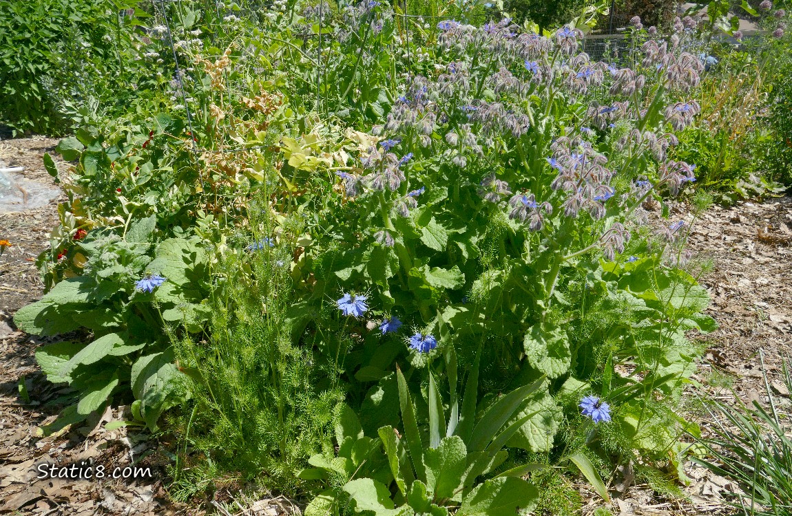 garden plot