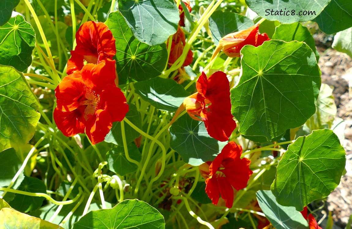 Red Nasturtium blooms and leaves