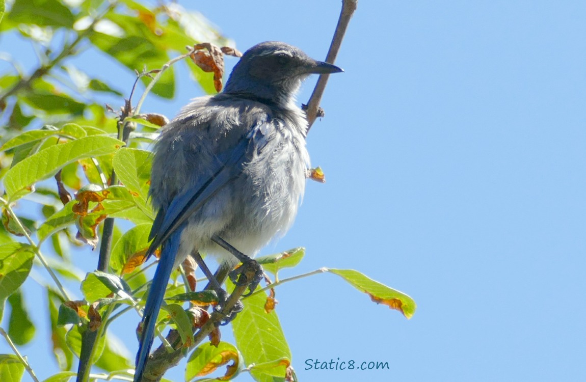 Scrub Jay standing in a tree, blue sky behind