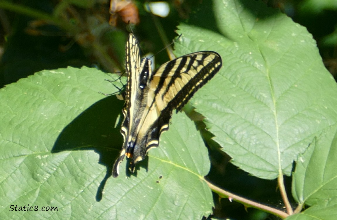 Yellow and black butterfly standing on a green leaf